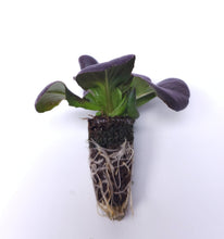 Load image into Gallery viewer, 50 Grow Plugs used for starting plants in the GrowMesh Garden kits