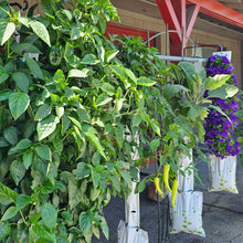 Load image into Gallery viewer, Just The Garden 16 plant hydroponic vertical garden - GrowMesh