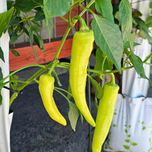Load image into Gallery viewer, Just The Garden 16 plant hydroponic vertical garden - GrowMesh