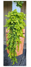 Load image into Gallery viewer, Just The Garden 16 plant hydroponic vertical garden - GrowMesh