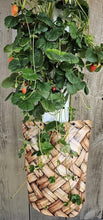 Load image into Gallery viewer, Decorative Garden Skirt for enhancing the look of your GrowMesh Vertical Garden. - GrowMesh