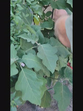Load and play video in Gallery viewer, GrowMesh Complete Hydroponic Garden for growing all year, indoors and out. 16 plant aeroponic system.