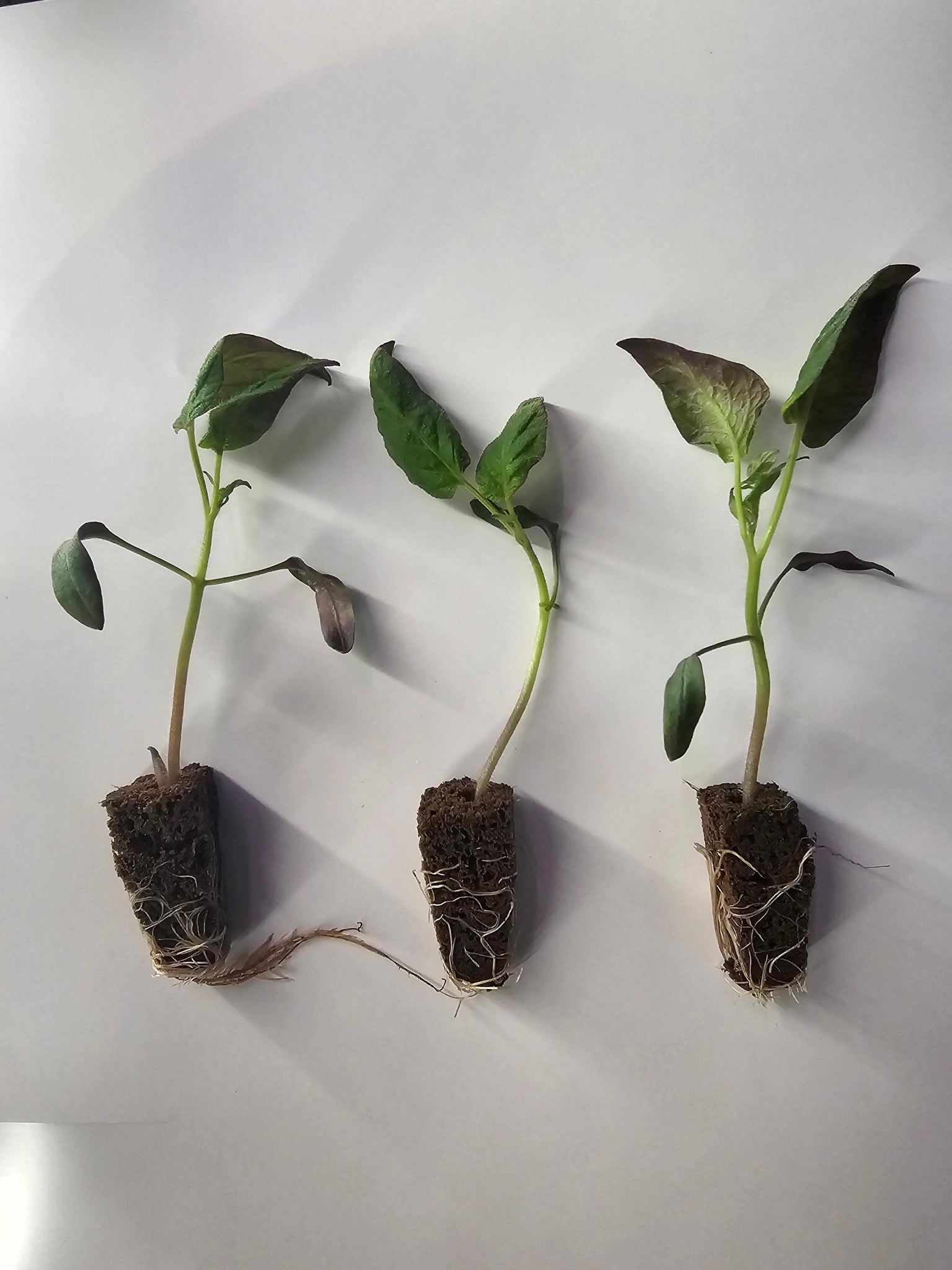 house plant plugs 50 Grow Plugs used for starting plants in the GrowMesh Garden kits