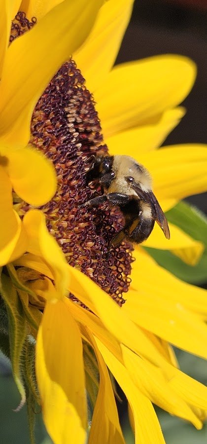 A bee on a sunflower
