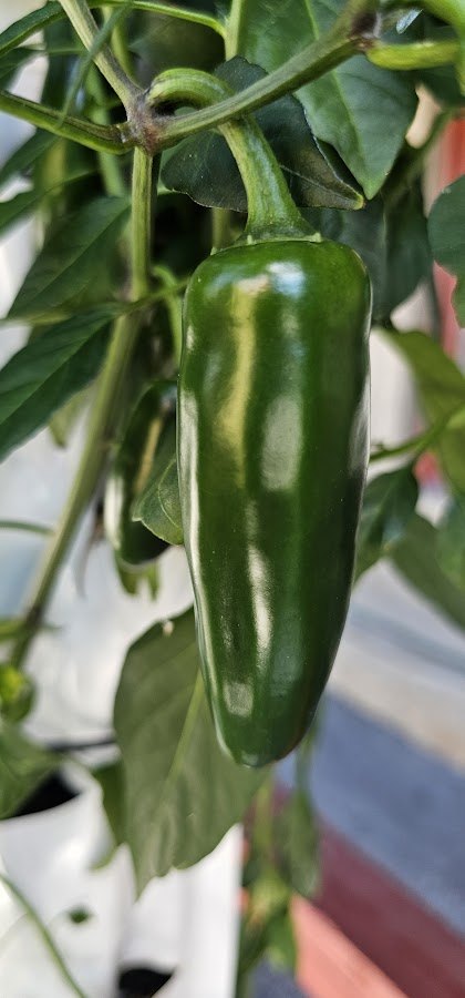 A pepper growing on the plant