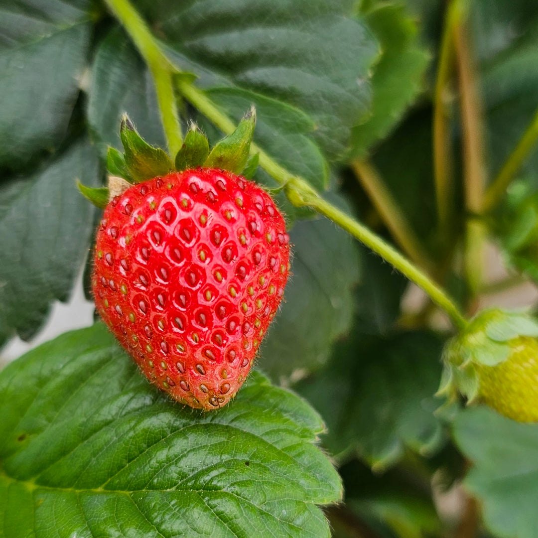 A ripe strawberry