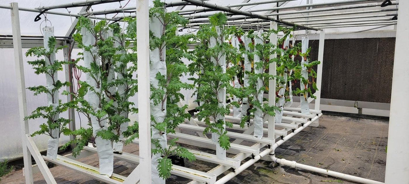 GrowMesh gardens in rows on greenhouse racks
