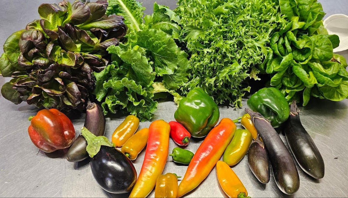 A harvest of lettuce, peppers and eggplant