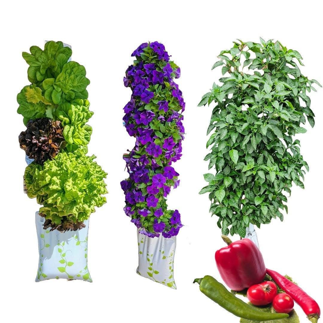 Three GrowMesh gardens growing lettuce, purple petunias and basil